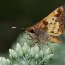 Little Skipper