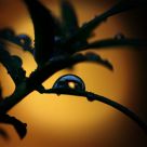 Moonlight