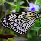 Butterfly in the Garden