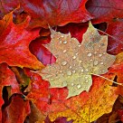 After The Autumn Rain