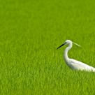 White and green