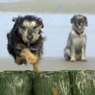 JUMP