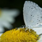Summer Azure