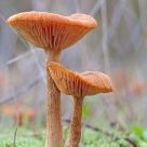 Waxy lactaria (Laccaria laccata).