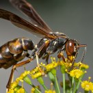 The Wasp