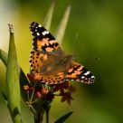 Painted Lady