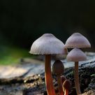 Bleeding Mycena (Mycena haematopus)