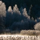 Frosty morning