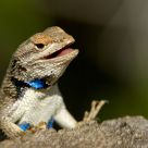 American lizard