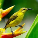 Sunbird
