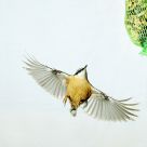 Nuttach in flight!