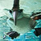 Gannet