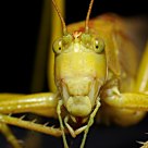 Close Encounter