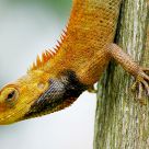 Crested Tree Lizard