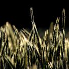 The field