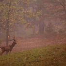 Distant barking