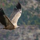 European vulture