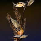 Milkweed Pods