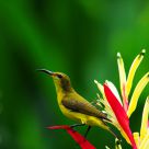 Sunbird