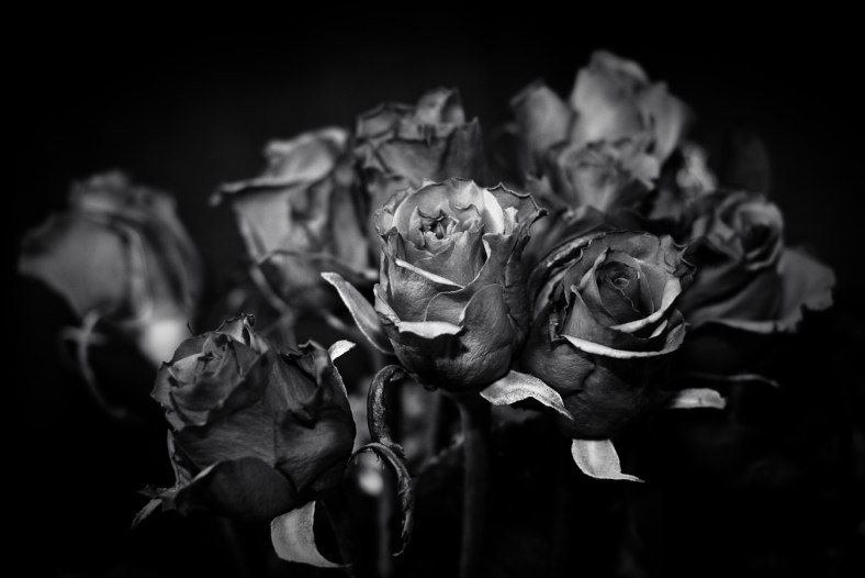 Steel Roses