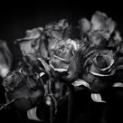 Steel Roses