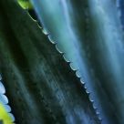 Agave