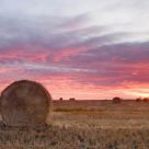 Prairie Harvest Sunrise