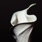 A single lily.