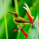 Sunbird
