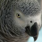 African Grey Parrot