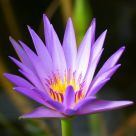 bursting into bloom