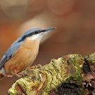 Eurasian Nuthatch (Sitta europaea)