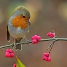 Robin