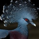 Victoria Crowned Pigeon