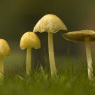 Fungi
