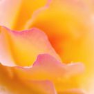 Delicate Wet Rose