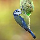 Blue Tit