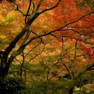 Autumn Sentiment