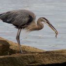 Heron and catfish