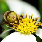 Eristalis arvorum