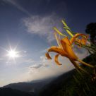 * Daylily *