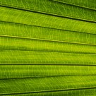 Fresh palm leaf