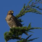 Red-tailed Hawk