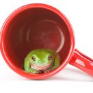 Frogs