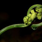 Fern Coil with Raindrop