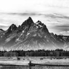 Teton Horses
