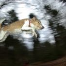 Dog in space