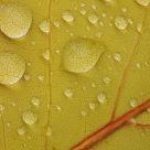 Rain Drops on a Leaf