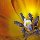 Decaying Tulip