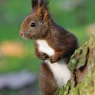 Curious squirrel